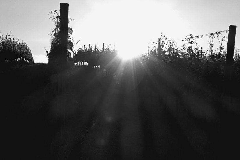 L9990638_sw